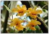 Orchidee