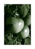 Gr&uuml;ne Tomaten