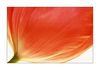 Tulpe