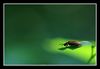 Insekten I