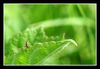 Insekten II