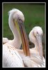 Heidelberger Zoo I