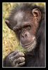 Heidelberger Zoo III