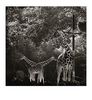 Giraffen