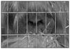 Augen